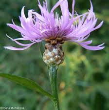 Attēlu rezultāti vaicājumam “Centaurea jacea fruit”