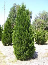Attēlu rezultāti vaicājumam “Juniperus chinensis”