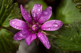 Attēlu rezultāti vaicājumam “Rubus arcticus flower”
