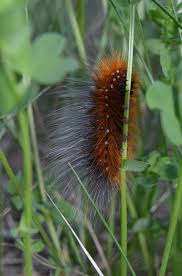 Attēlu rezultāti vaicājumam “Arctia caja imago”