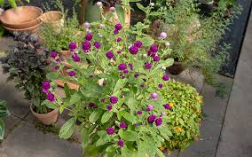 Image result for Kugelamarant