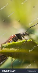 Attēlu rezultāti vaicājumam “Paracorymbia maculicornis”