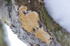 Attēlu rezultāti vaicājumam “Ceriporiopsis resinascens”