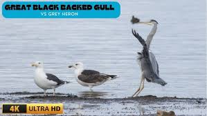 Attēlu rezultāti vaicājumam “Larus marinus adult”