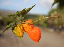 Image result for Lampionblume