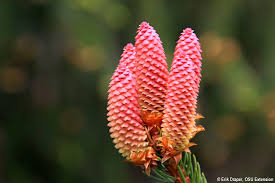 Attēlu rezultāti vaicājumam “Picea abies female flower”