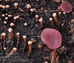 Attēlu rezultāti vaicājumam “Ascocoryne cylichnium”