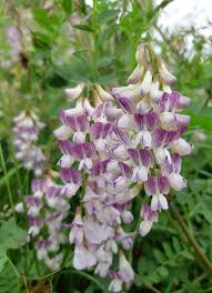 Attēlu rezultāti vaicājumam “Vicia sylvatica flower”