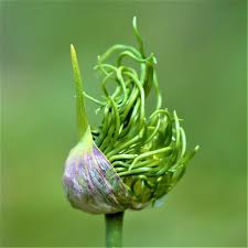 Attēlu rezultāti vaicājumam “Allium oleraceum bud”