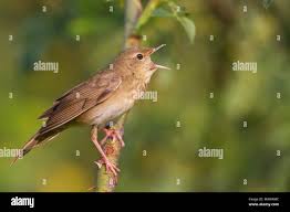 Image result for Locustella fluviatilis