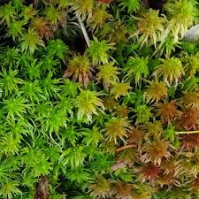 Attēlu rezultāti vaicājumam “Sphagnum molle”