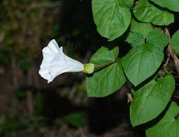Attēlu rezultāti vaicājumam “Calystegia sepium”