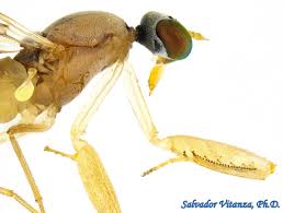 Attēlu rezultāti vaicājumam “Empididae”