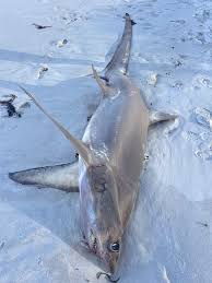 Image result for Alopias superciliosus