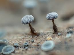 Attēlu rezultāti vaicājumam “Physarum licheniforme sessile”