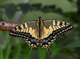 Attēlu rezultāti vaicājumam “Papilionidae”