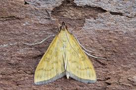 Attēlu rezultāti vaicājumam “Mecyna flavalis”