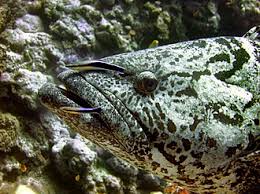 Image result for Epinephelus tukula