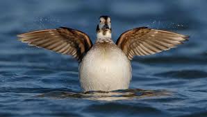 Attēlu rezultāti vaicājumam “Anseriformes”