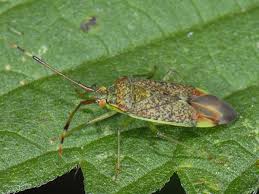 Attēlu rezultāti vaicājumam “Pantilius tunicatus”