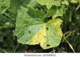 Attēlu rezultāti vaicājumam “Alcea rosea leaf”