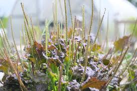Attēlu rezultāti vaicājumam “Plantago major”
