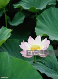 Attēlu rezultāti vaicājumam “Lotus sp. flower”