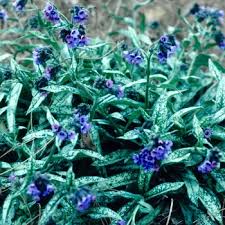 Attēlu rezultāti vaicājumam “Pulmonaria angustifolia leaf”