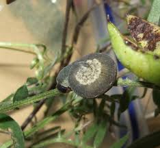 Attēlu rezultāti vaicājumam “Tenthredo mandibularis larva”