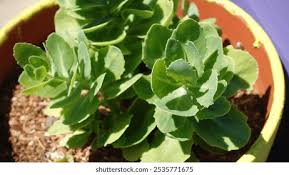 Attēlu rezultāti vaicājumam “Hylotelephium telephium leaf”