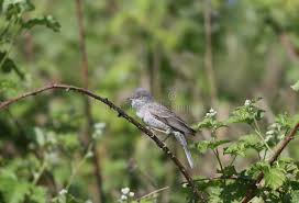Attēlu rezultāti vaicājumam “Sylvia nisoria adult”