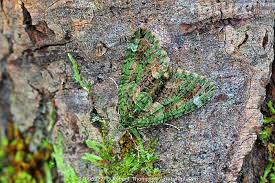 Attēlu rezultāti vaicājumam “Chloroclysta siterata”