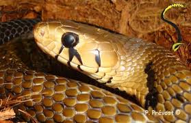 Attēlu rezultāti vaicājumam “Anogcodes melanurus”