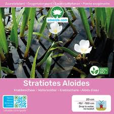 Attēlu rezultāti vaicājumam “Stratiotes aloides leaf”