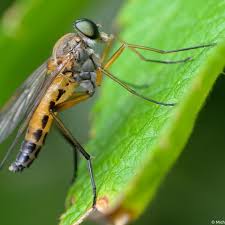 Attēlu rezultāti vaicājumam “Rhagionidae”