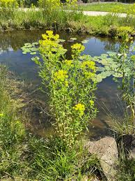 Attēlu rezultāti vaicājumam “Euphorbia palustris flower”