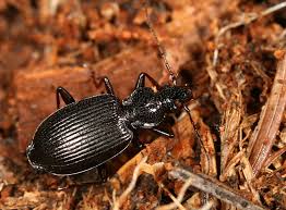 Attēlu rezultāti vaicājumam “Limodromus assimilis”