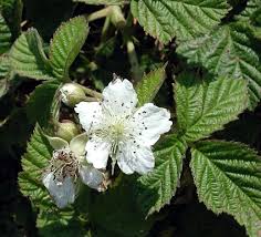 Attēlu rezultāti vaicājumam “Rubus caesius”