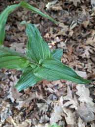 Attēlu rezultāti vaicājumam “Epipactis helleborine”