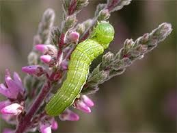 Attēlu rezultāti vaicājumam “Lacanobia contigua larva”