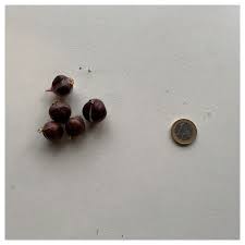 Attēlu rezultāti vaicājumam “Allium scorodoprasum fruit”