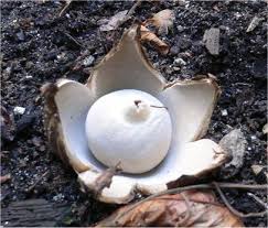 Attēlu rezultāti vaicājumam “Geastrum”