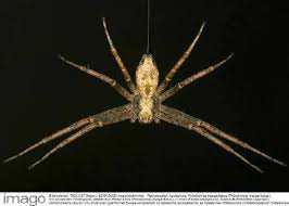 Attēlu rezultāti vaicājumam “Philodromus margaritatus”