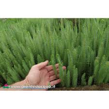 Attēlu rezultāti vaicājumam “Hippuris vulgaris leaf”