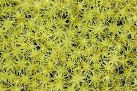 Attēlu rezultāti vaicājumam “Racomitrium canescens sporophyte”