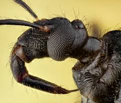 Attēlu rezultāti vaicājumam “Reduvius personatus”