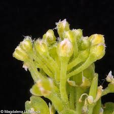 Attēlu rezultāti vaicājumam “Lepidium densiflorum flower”