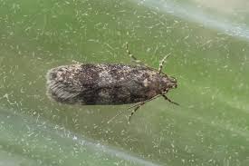 Attēlu rezultāti vaicājumam “Gelechia scotinella”