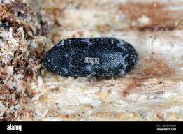 Attēlu rezultāti vaicājumam “Megatoma undata”