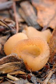 Attēlu rezultāti vaicājumam “Peziza repanda”